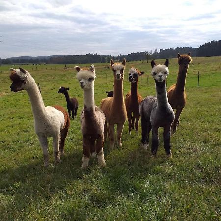 Apartment On An Alpaca Farm In Kierspe Luaran gambar